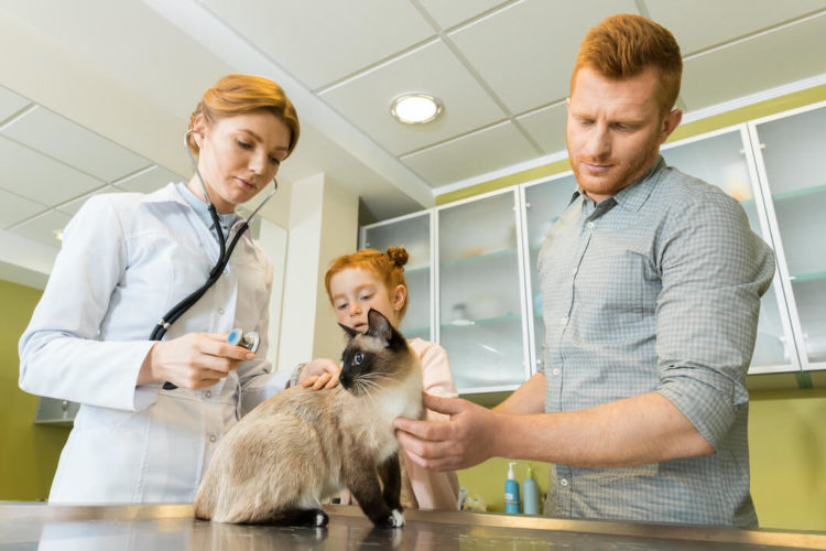 Why Health Screening is Important for People and Pets?