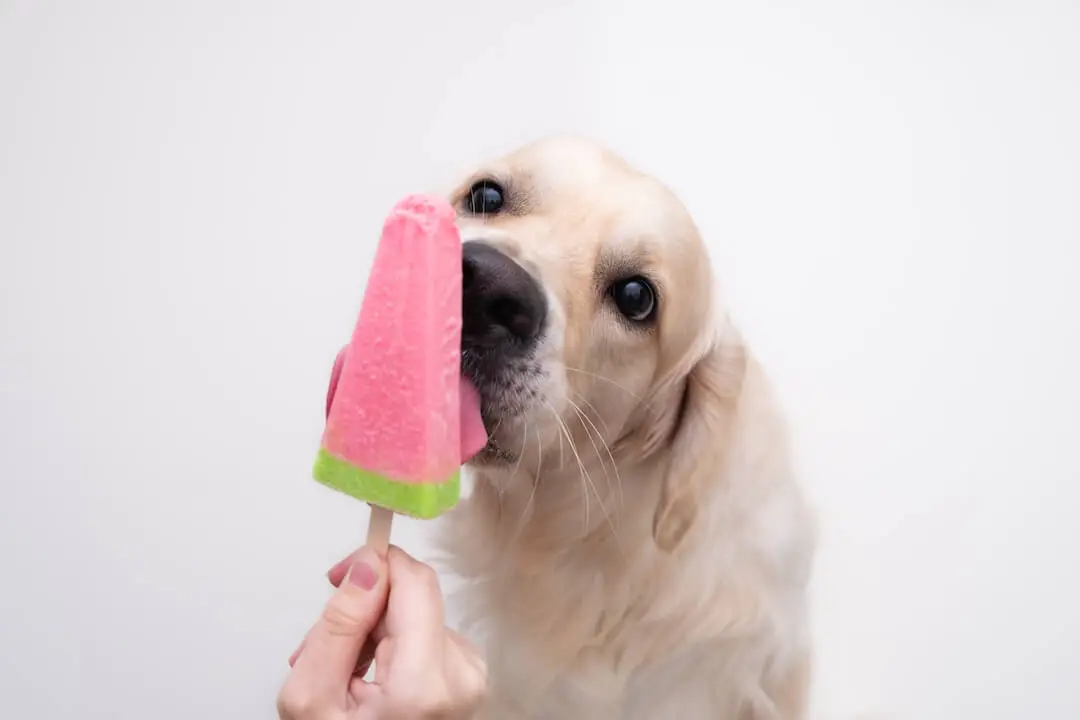 Can Dogs Eat Any Kind of Popsicles? - Healthline Gate